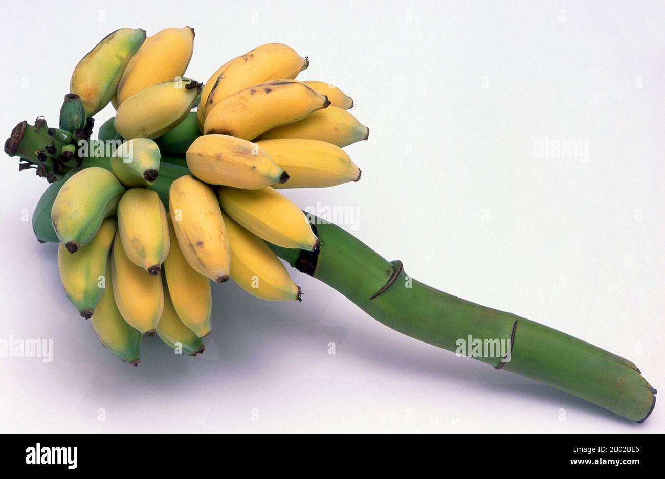 https://c8.alamy.com/comp/2B02BE6/bananas-have-been-around-a-long-time-at-least-in-the-old-world-of-asia-africa-and-europe-quite-where-they-originated-remains-uncertain-some-authorities-favour-west-africa-since-the-name-banana-is-believed-to-have-come-from-guinea-via-spanish-and-portuguese-in-all-probability-though-bananas-and-their-equally-useful-green-cousins-plantains-originated-in-asia-possibly-in-the-middle-east-certainly-bananas-are-noted-with-approval-in-early-greek-latin-and-arab-literature-and-the-name-plantain-is-believed-to-derive-from-the-latin-planta-a-spreading-sucker-or-shoot-alexander-t-2B02BE6.jpg