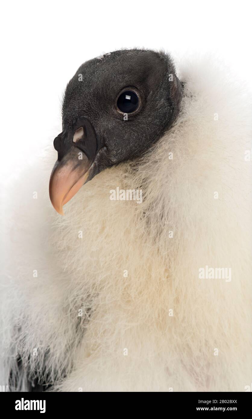 King Vulture, Sarcoramphus papa, 3 months old, against white background Stock Photo