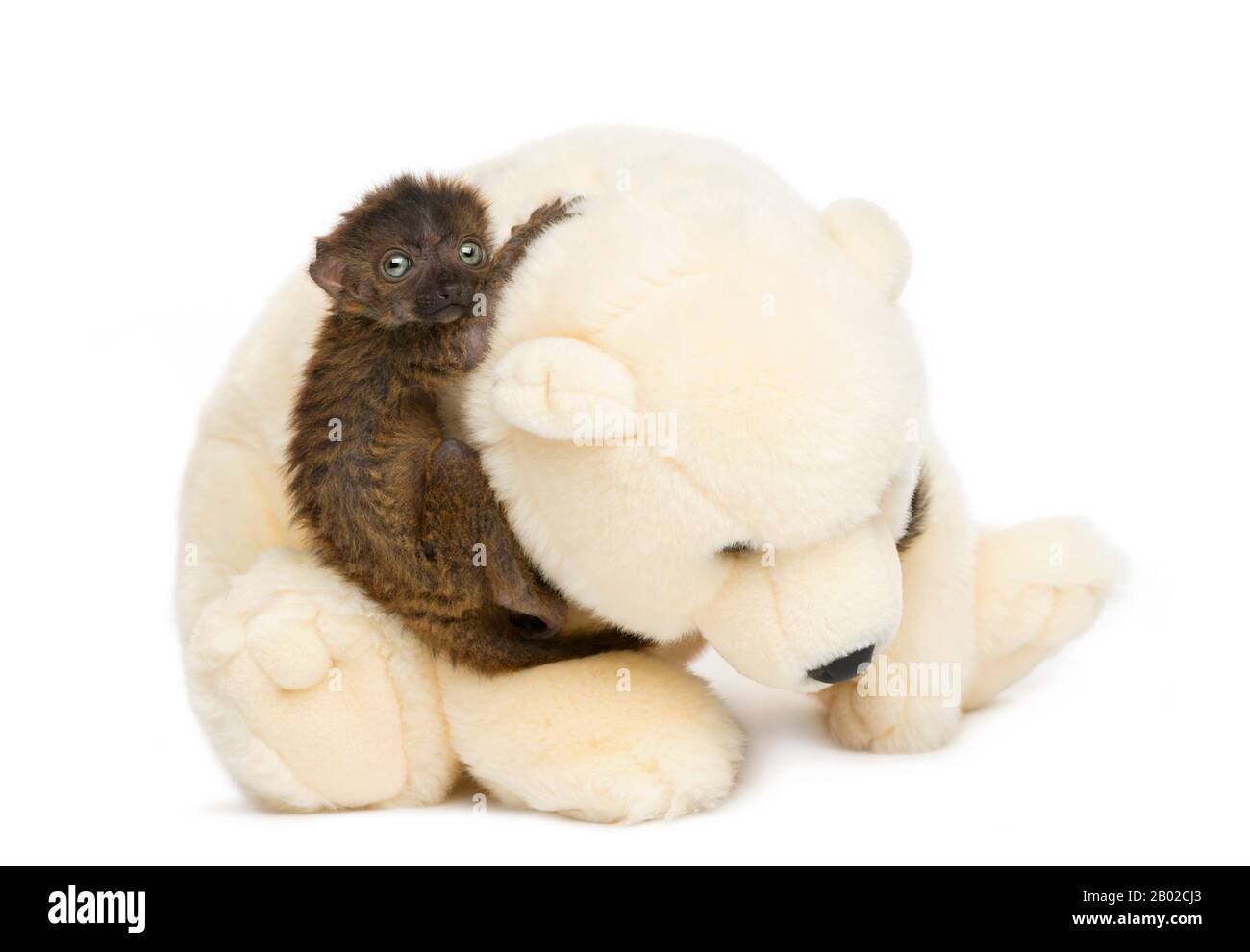 lemur teddy bear