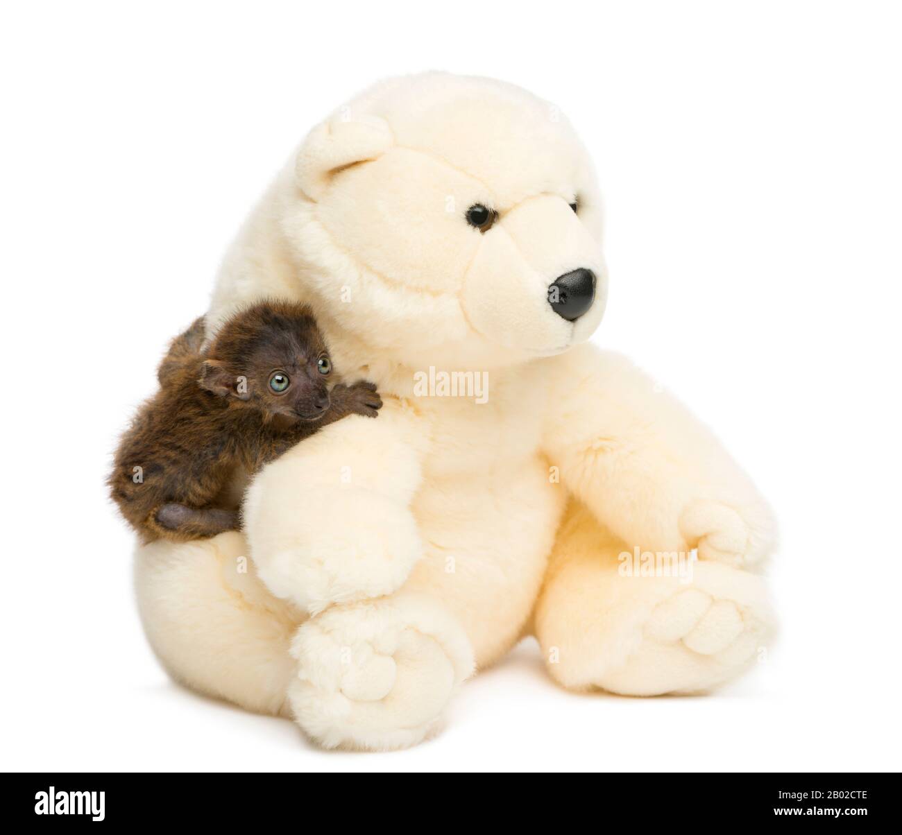blue eyed teddy bear