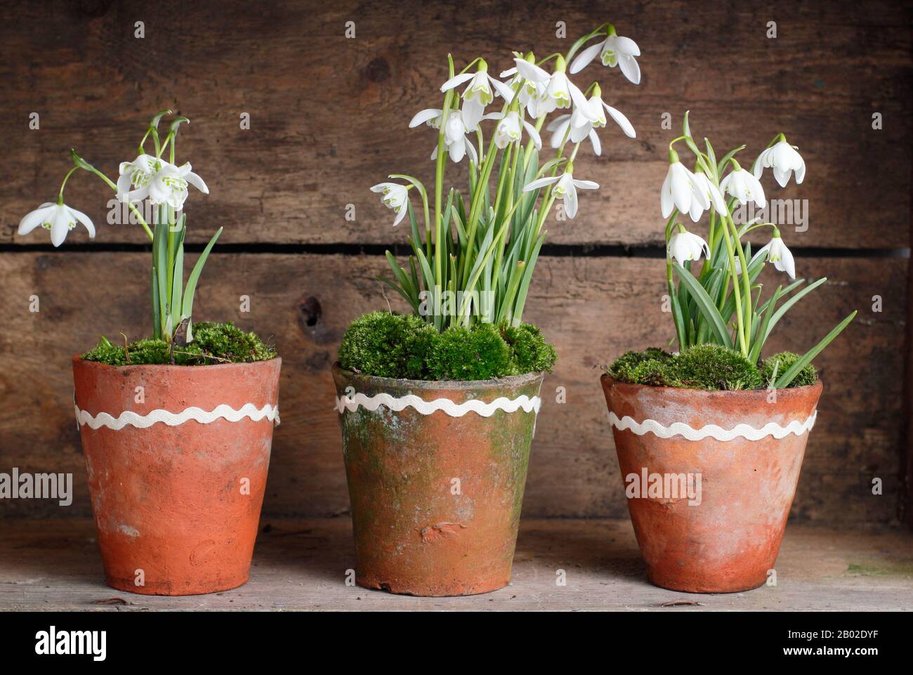 Galanthus nivalis. Snowdrops, in clay pots topped with moss, displayed in wooden crate in an English garden Stock Photo