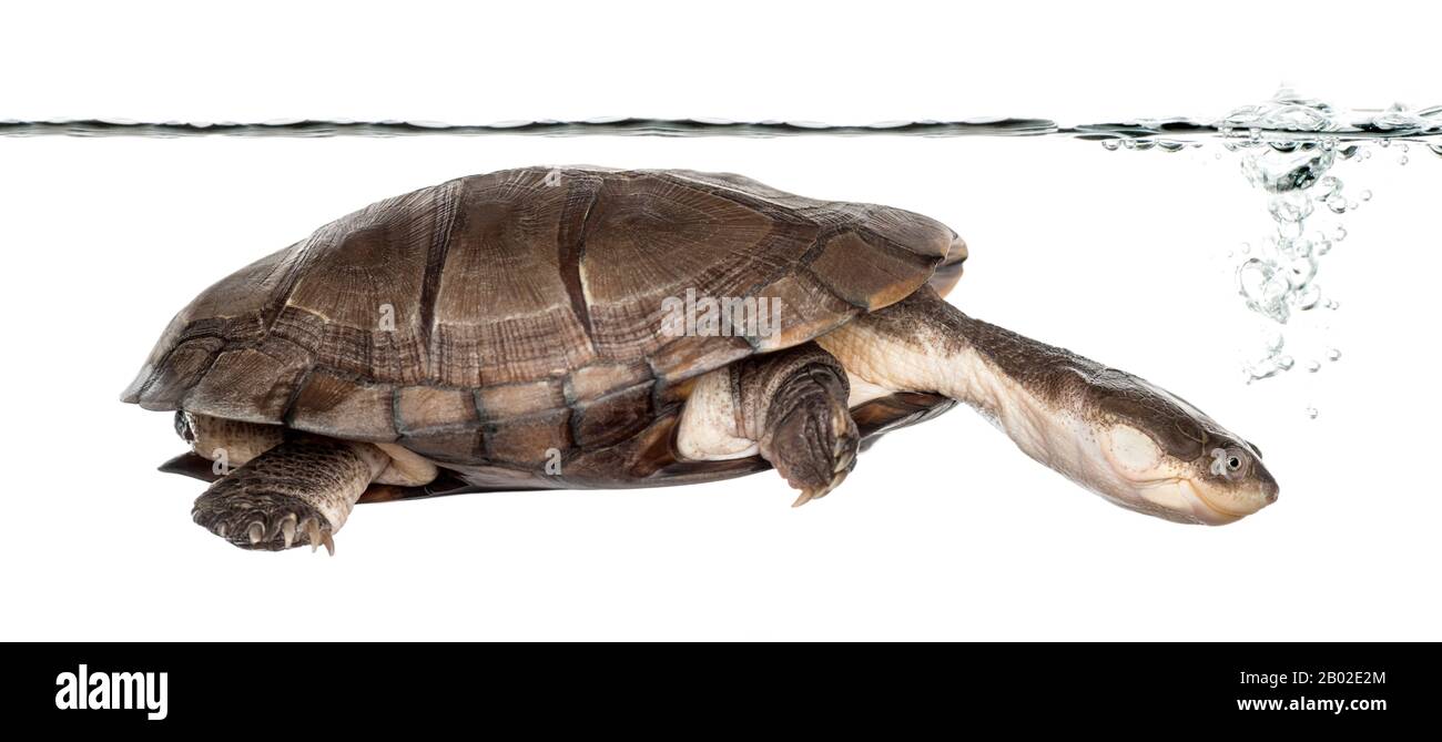 Side view of an African helmeted turtle under water, Pelomedusa subrufa, isolated on white Stock Photo