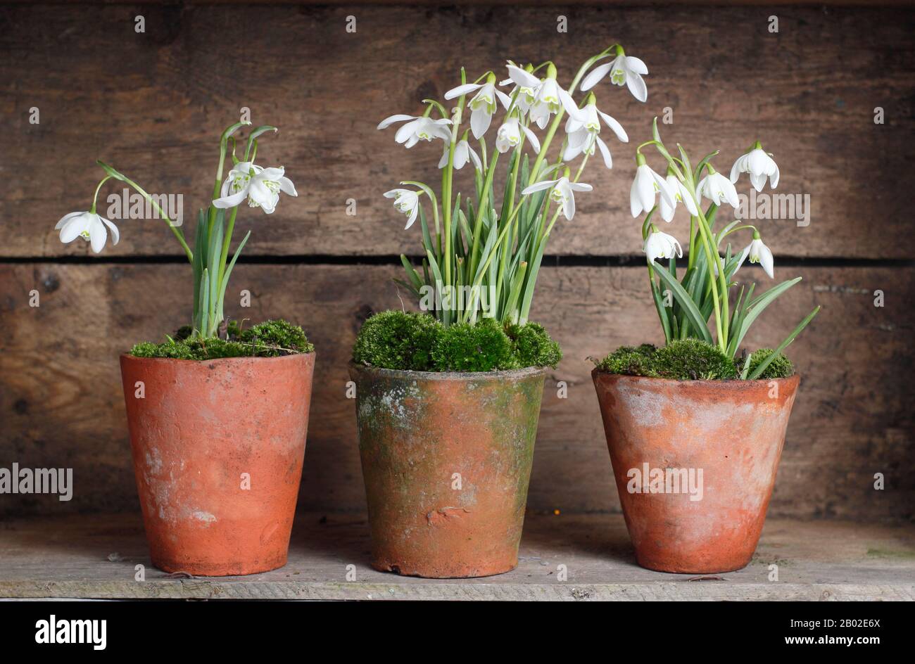 Galanthus nivalis. Snowdrops, in clay pots topped with moss, displayed in wooden crate in an English garden Stock Photo