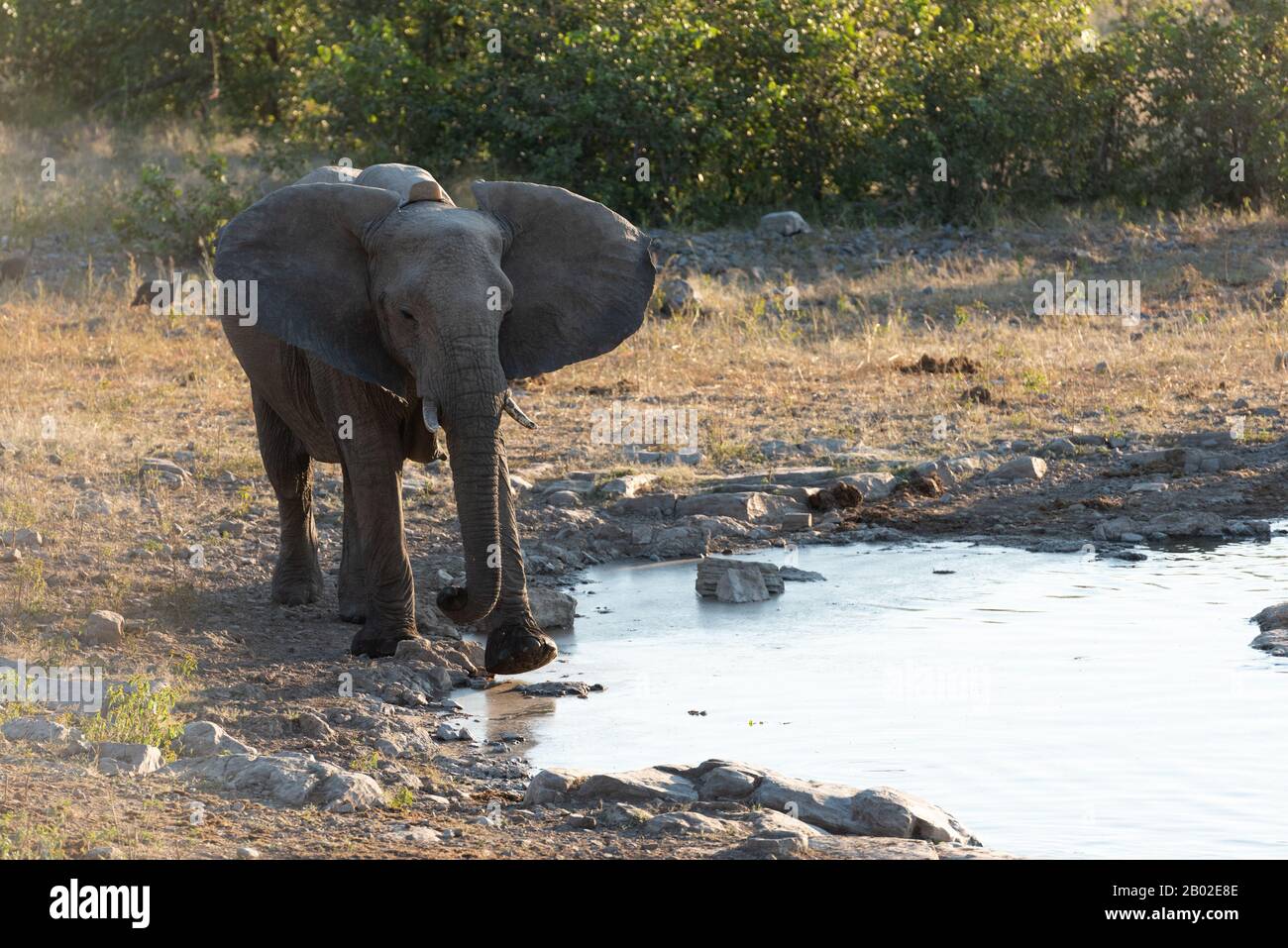 Elephant in Namibia, Etosha National Park Stock Photo