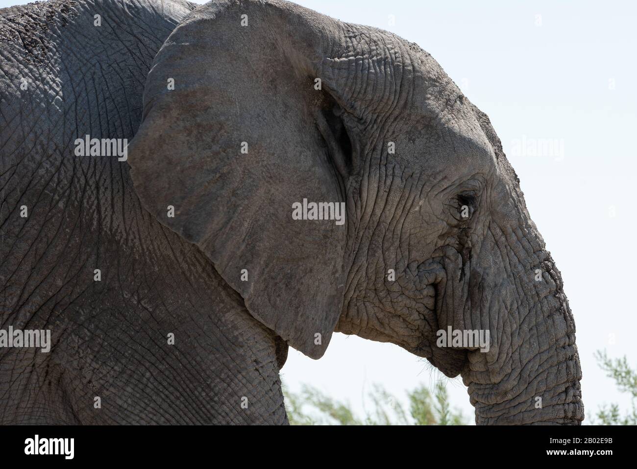 Elephant hair hi-res stock photography and images - Alamy