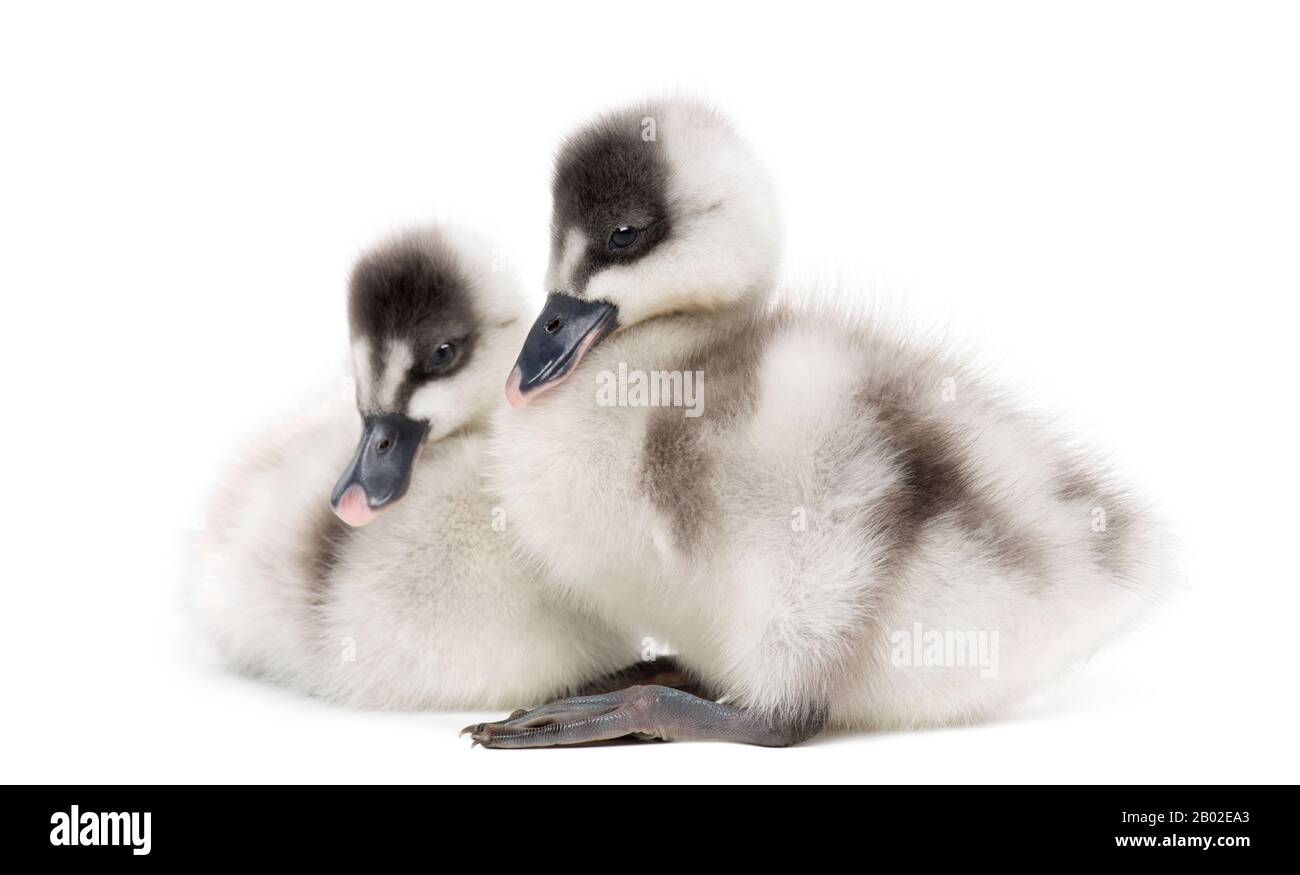 Two Fulvous Whistling Ducks, Dendrocygna bicolor, 6 days old, isolated on white Stock Photo