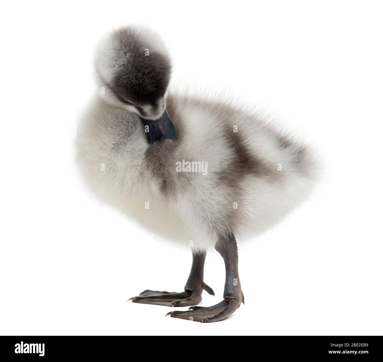Fulvous Whistling Duck, Dendrocygna bicolor, 6 days old, isolated on white Stock Photo