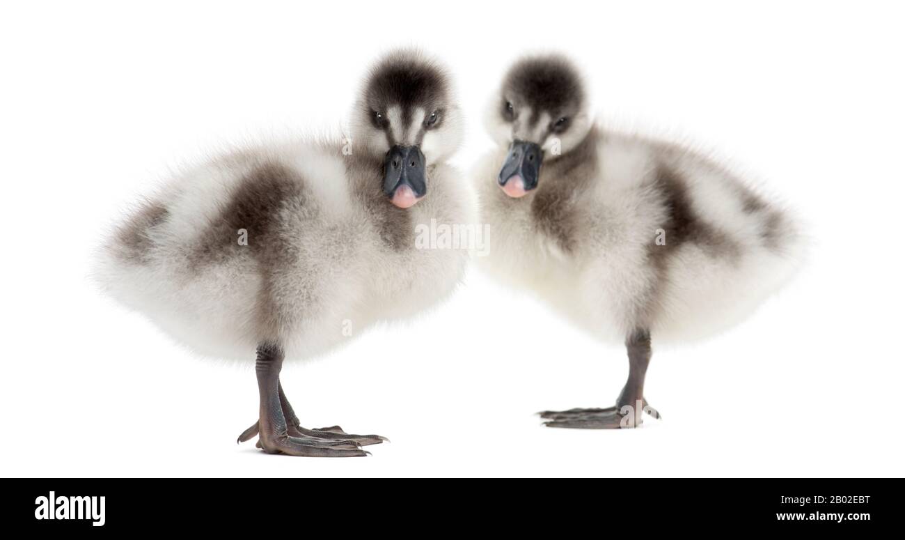 Two Fulvous Whistling Ducks, Dendrocygna bicolor, 6 days old, isolated on white Stock Photo