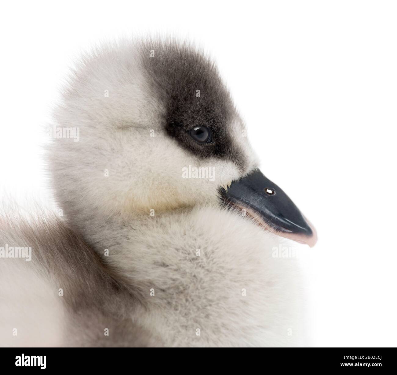 Close-up of a Fulvous Whistling Duck, Dendrocygna bicolor, 6 days old, isolated on white Stock Photo