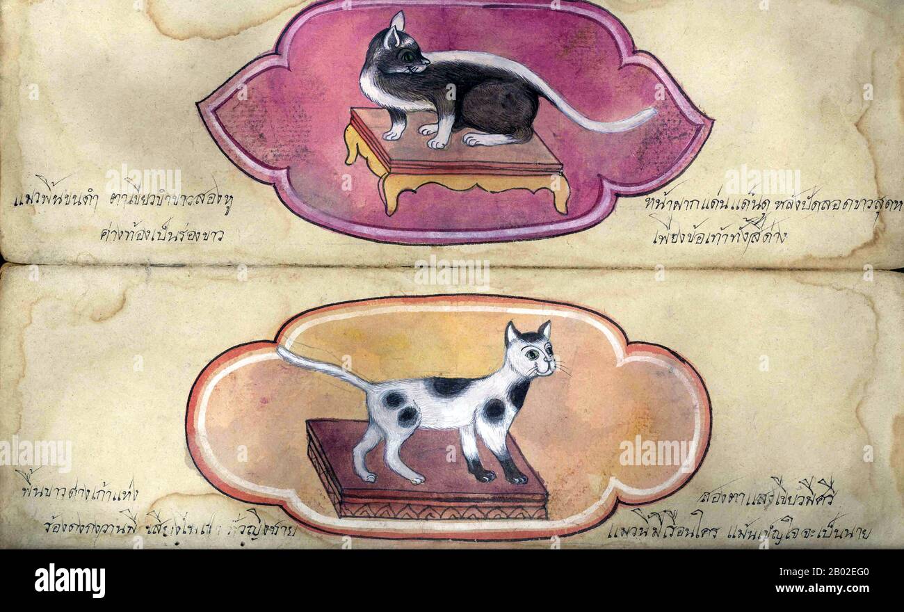 This Treatise on Cats has the format of a Thai folding book (samut khoi) with 12 folios, which open from top to bottom. It was produced in the 19th century in Central Thailand.  Folding books were usually made from the bark of mulberry trees, whereas minerals, plant liquids and occasionally materials imported from China and Europe were used as paints. Stock Photo