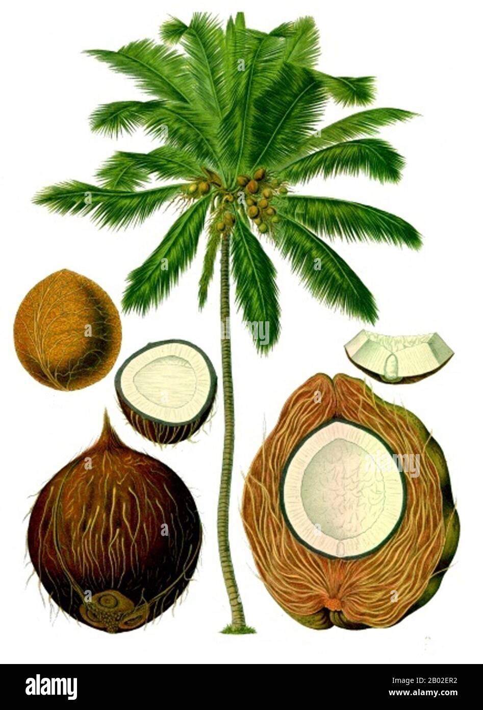 The coconut palm (Cocos nucifera), is a member of the family Arecaceae