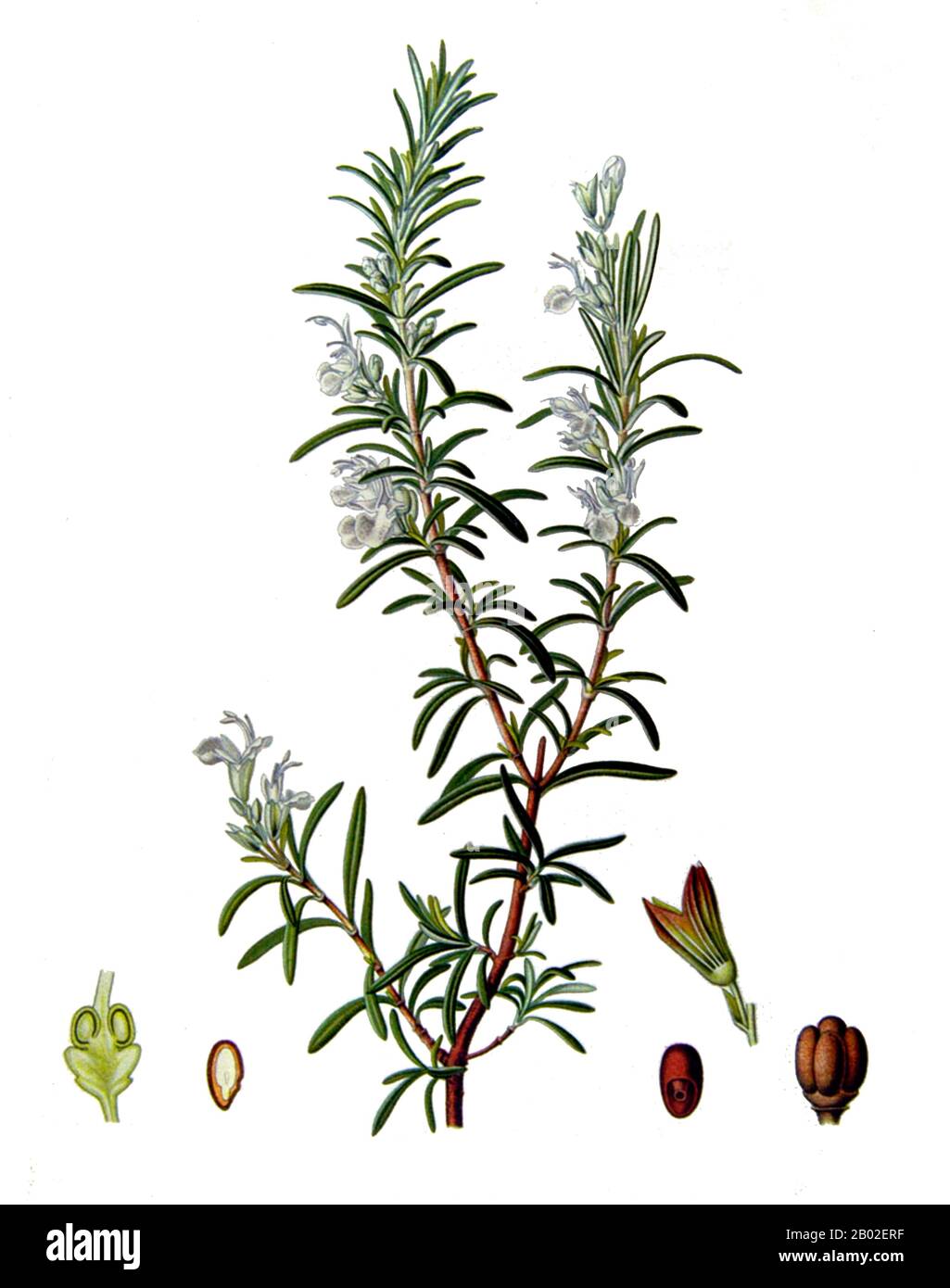 Rosmarinus officinalis, commonly known as rosemary, is a woody, perennial herb with fragrant, evergreen, needle-like leaves and white, pink, purple, or blue flowers, native to the Mediterranean region. It is a member of the mint family Lamiaceae, which includes many other herbs.  The name 'rosemary' derives from the Latin for 'dew' (ros) and 'sea' (marinus), or 'dew of the sea. The plant is also sometimes called anthos, from the ancient Greek word ἄνθος, meaning 'flower'. Stock Photo
