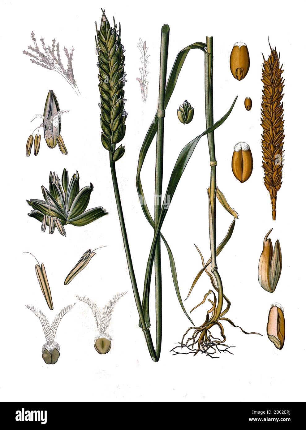 Germany: 'Triticum aestivum - Common Wheat'. Illustration from Khler's  Medizinal Pflanzen by Franz Eugen Khler (1863-1914), 1897. Common wheat  was first domesticated in Western Asia during the early Holocene, and  spread from