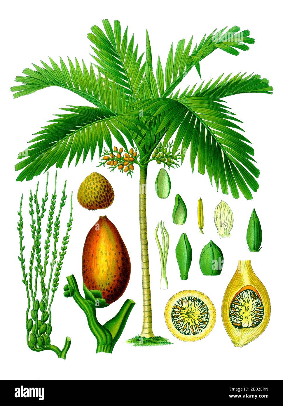 Areca catechu is the areca palm or areca nut palm betel palm, Filipino: bunga, Indonesia/Malay: pinang, Malayalam: അടക്ക adakka, Kannada: ಅಡಿಕೆ Adike), a species of palm which grows in much of the tropical Pacific, Asia, and parts of east Africa.  The palm is believed to have originated in either Indonesia/Malaysia or the Philippines. Areca is derived from a local name from the Malabar Coast of India and catechu is from another Malay name for this palm, caccu.  This palm is often called the betel tree because its fruit, the areca nut, is often chewed along with the betel leaf, a leaf from a vi Stock Photo