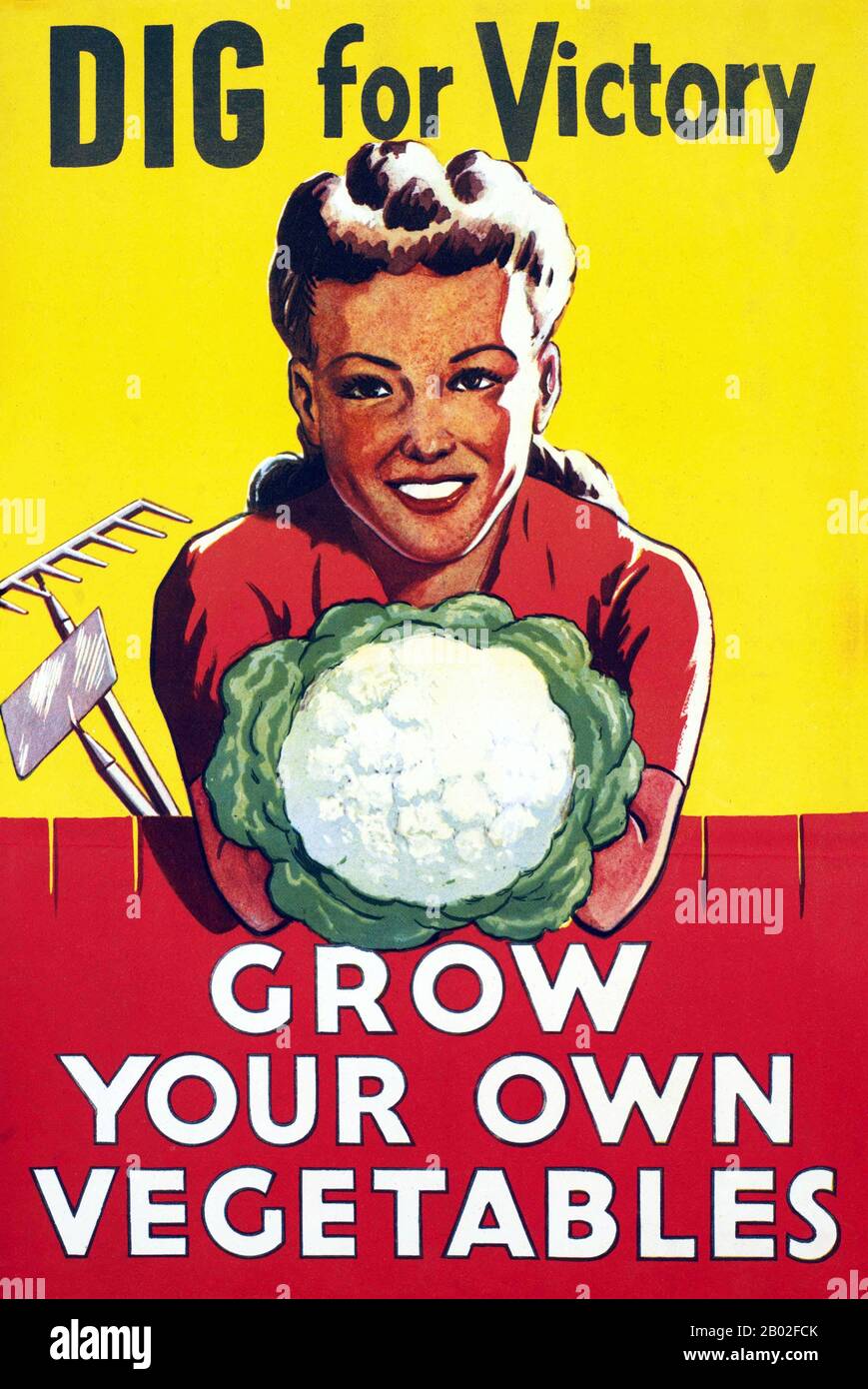 One of the most memorable campaigns during World War Two, was the 'Dig for Victory' campaign. Any piece of land that could be turned over to the use of growing fruit and vegetables was made use of.  Even those who hadn’t considered their fingers to be green before the war, picked up their spades and gave veggie gardening a go. Everyone was offered help and guidance from the Ministry of Agriculture, to get growing. Stock Photo