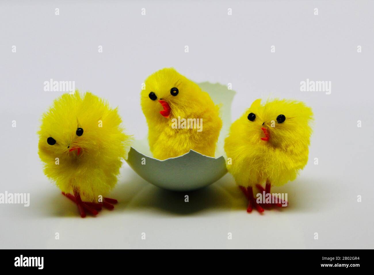 Three Yellow Easter Chicks and a Blue Eggshell on White Reflective Surface Stock Photo