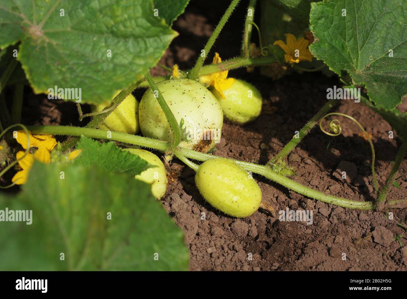 Young fresh lemon yellow cucumber plant growing in garden Stock Photo Alamy