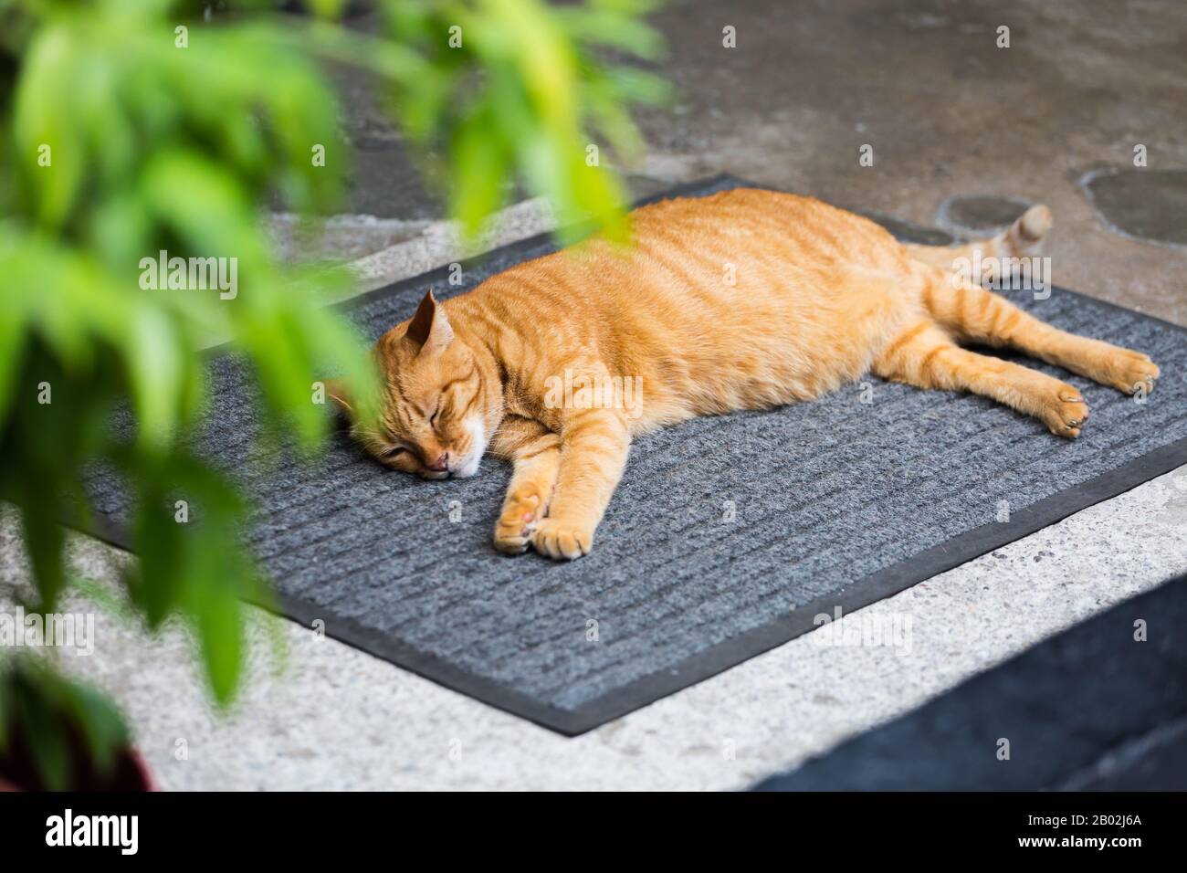 An orange colour tabby cat sleeping on the mat out in the street, Singapore. Stock Photo