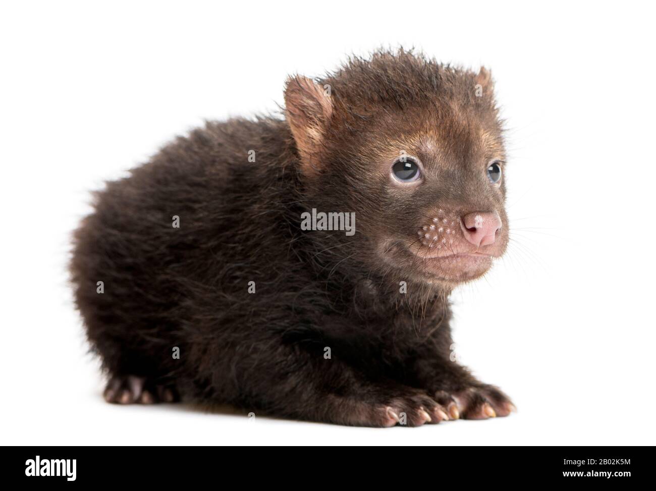 Baby Bushdog lying, Speothos venaticus, 2 months old, isolated on white Stock Photo
