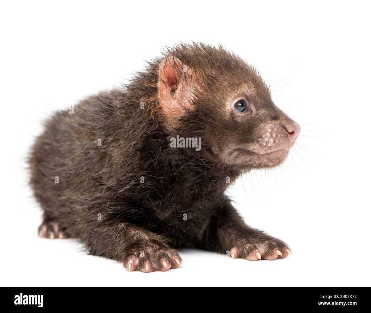 Baby Bushdog lying, Speothos venaticus, 2 months old, isolated on white Stock Photo