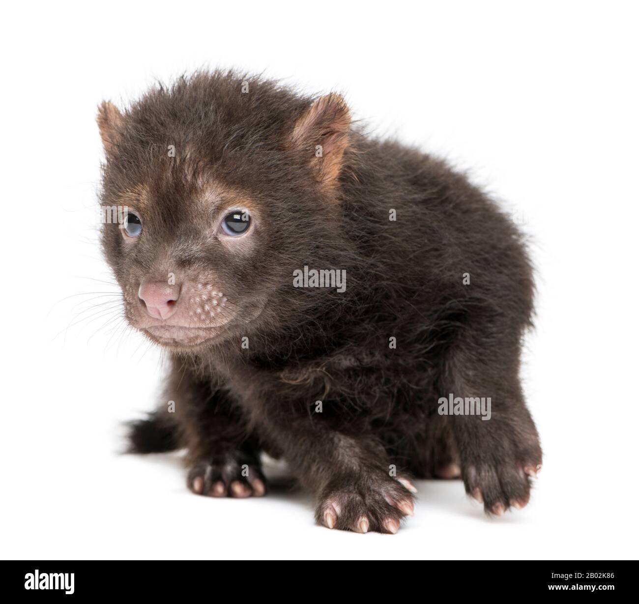 Front view of a baby Bushdog looking at the camera, Speothos venaticus, 2 months old, isolated on white Stock Photo