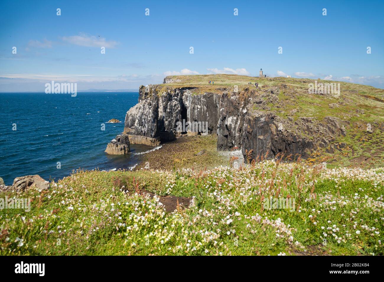 Cliffs on the isle of May, Scotland Stock Photo