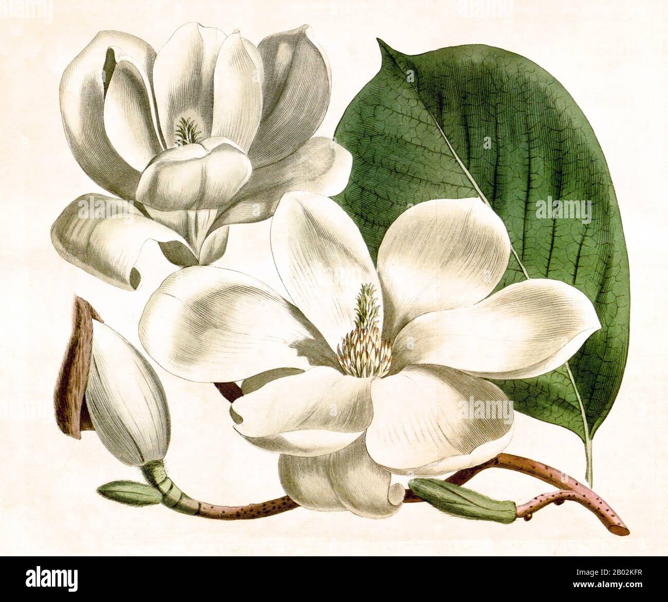 Magnolia denudata, known as the Yulan magnolia (simplified Chinese: 玉兰花; traditional Chinese: 玉蘭花; pinyin: yùlánhuā; literally: 'jade orchid/lily'), is native to central and eastern China.  It has been cultivated in Chinese Buddhist temple gardens since 600 CE. Its flowers were regarded as a symbol of purity in the Tang Dynasty and it was planted in the grounds of the Emperor's palace. It is the official city flower of Shanghai.  Magnolia denudata is a rather low, rounded, thickly branched, and coarse-textured tree to 30 feet (9.1 m) tall. The leaves are ovate, bright green, 15 cm long and 8 c Stock Photo