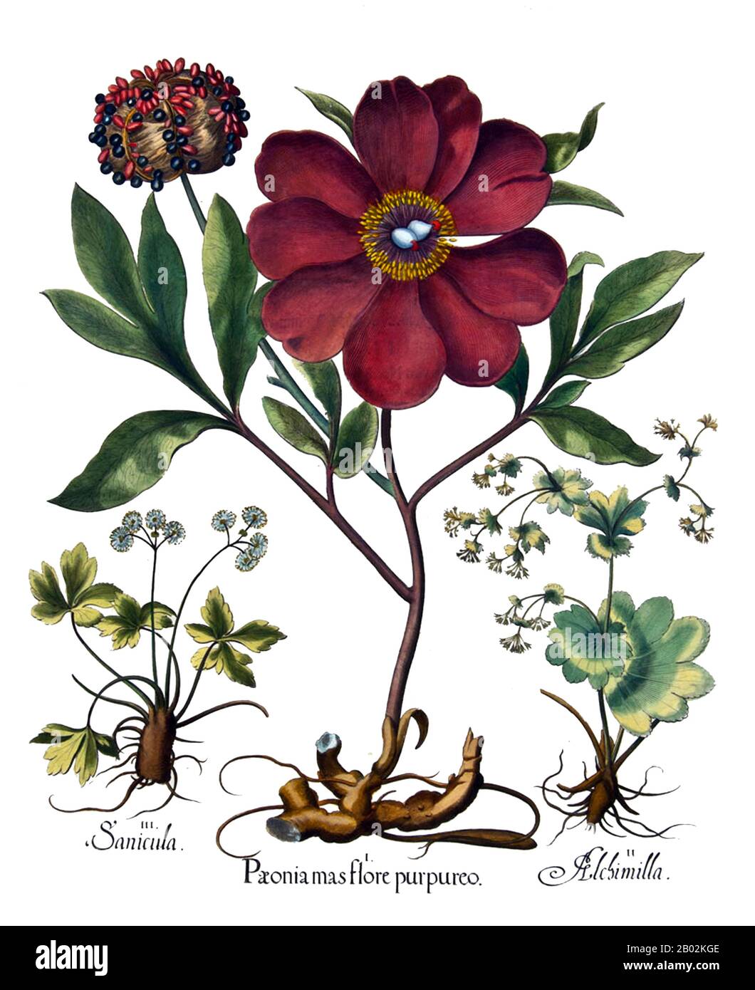 3 lobed compound leaves Cut Out Stock Images & Pictures Alamy