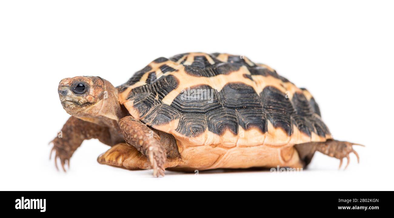 Spider Tortoise, Pyxis arachnoides, isolated on white Stock Photo - Alamy