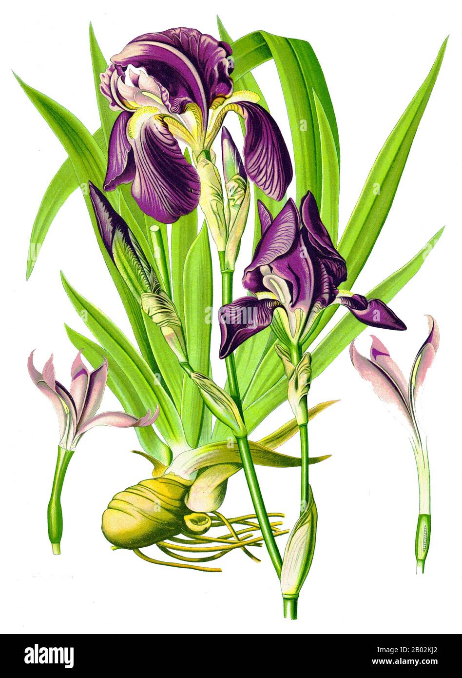 Iris germanica grows up to 120 cm high and 30 cm wide. The roots can go up to 10 cm deep. It is a rhizomatous perennial that blooms in April to June. Lifting, dividing and replanting the rhizomes is best done once flowering has finished as this is when the plant grows the new shoots that will flower the following year.  Hundreds of hybrids exist representing every colour from jet black to sparkling whites. The only colour really missing is bright scarlet. Stock Photo