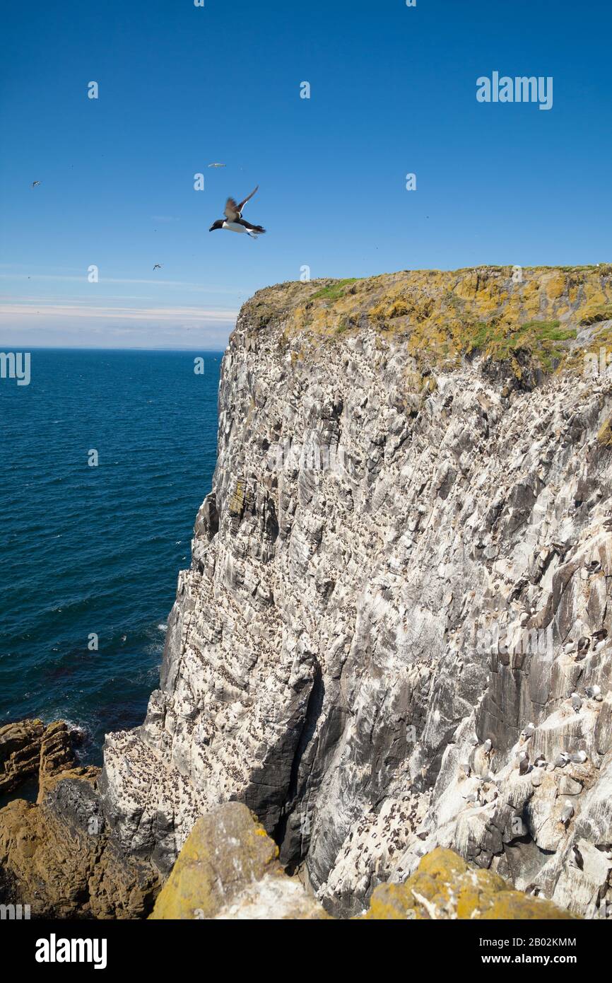 Cliffs on the Isle of May, Scotland Stock Photo Alamy