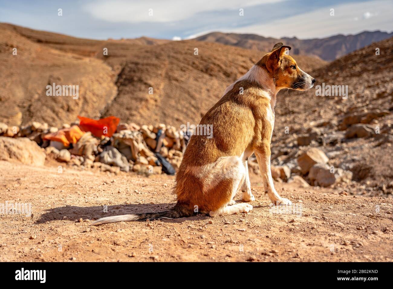 Lonely dog looking into the distance in the Moroccan mountains Stock Photo