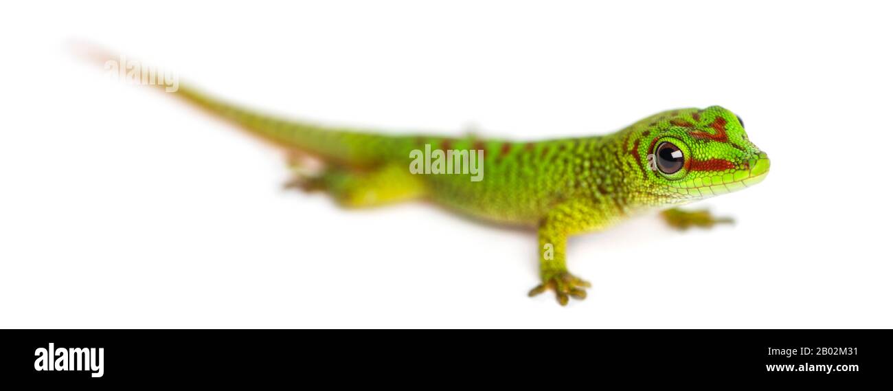 Madagascar giant day gecko, Phelsuma madagascariensis grandis, isolated on white Stock Photo