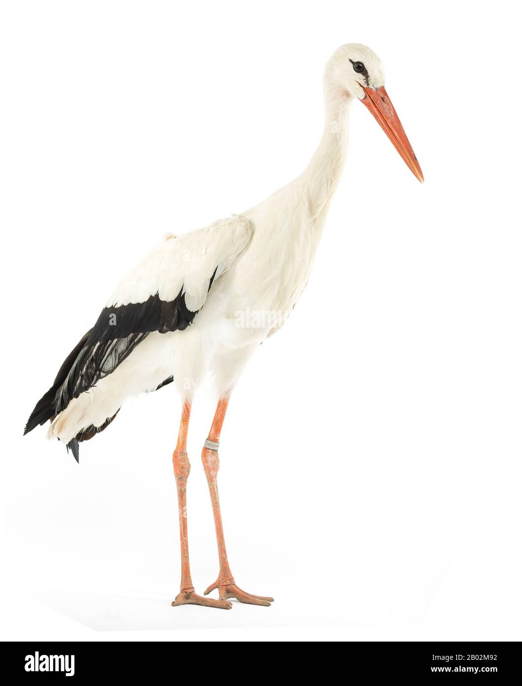 White stork, Ciconia ciconia, isolated on white Stock Photo