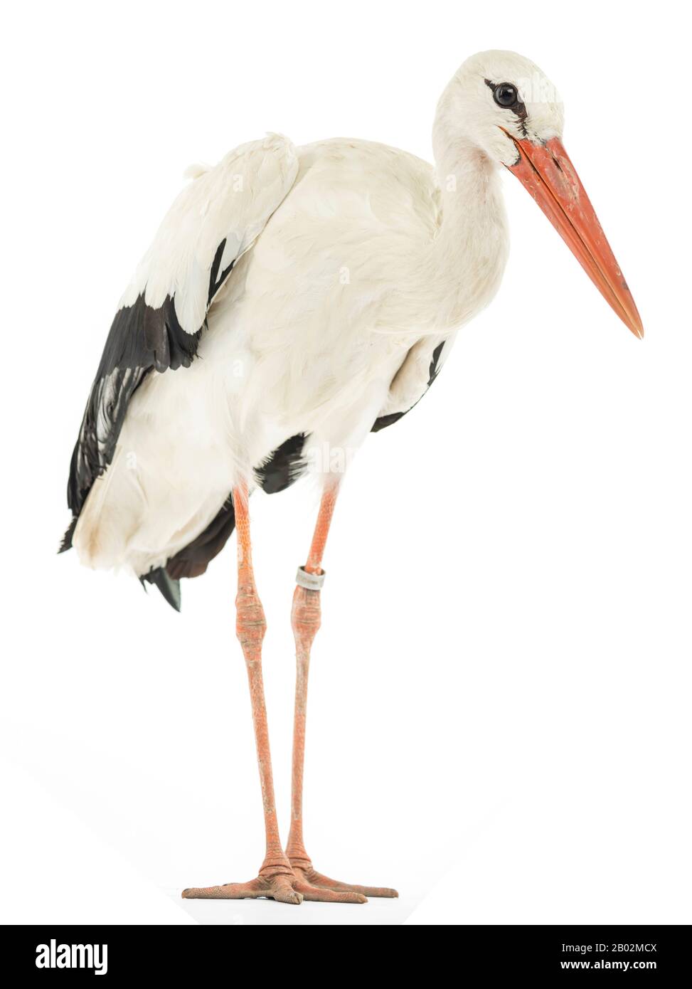 White stork, Ciconia ciconia, isolated on white Stock Photo