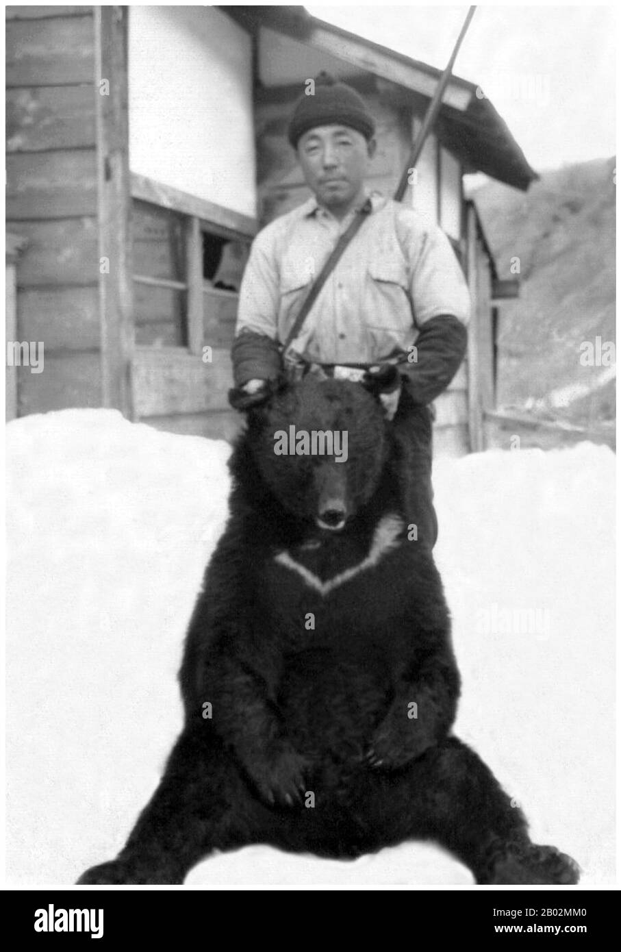 The Matagi (Japanese: 又鬼) are traditional winter hunters of the Tōhoku region of northern Japan, most famously today in the Shirakami-Sanchi forest between Akita and Aomori. They hunt deer and bear, and their culture has much in common with the bear cult of the Ainu.   They live in small hamlets of the mountain beech forests of Tōhoku and engage in agriculture during the planting and harvest season. In the winter and early spring, they form hunting bands that spend weeks at a time in the forest. With the introduction of guns in the 20th century, the need for group hunting for bear has diminish Stock Photo