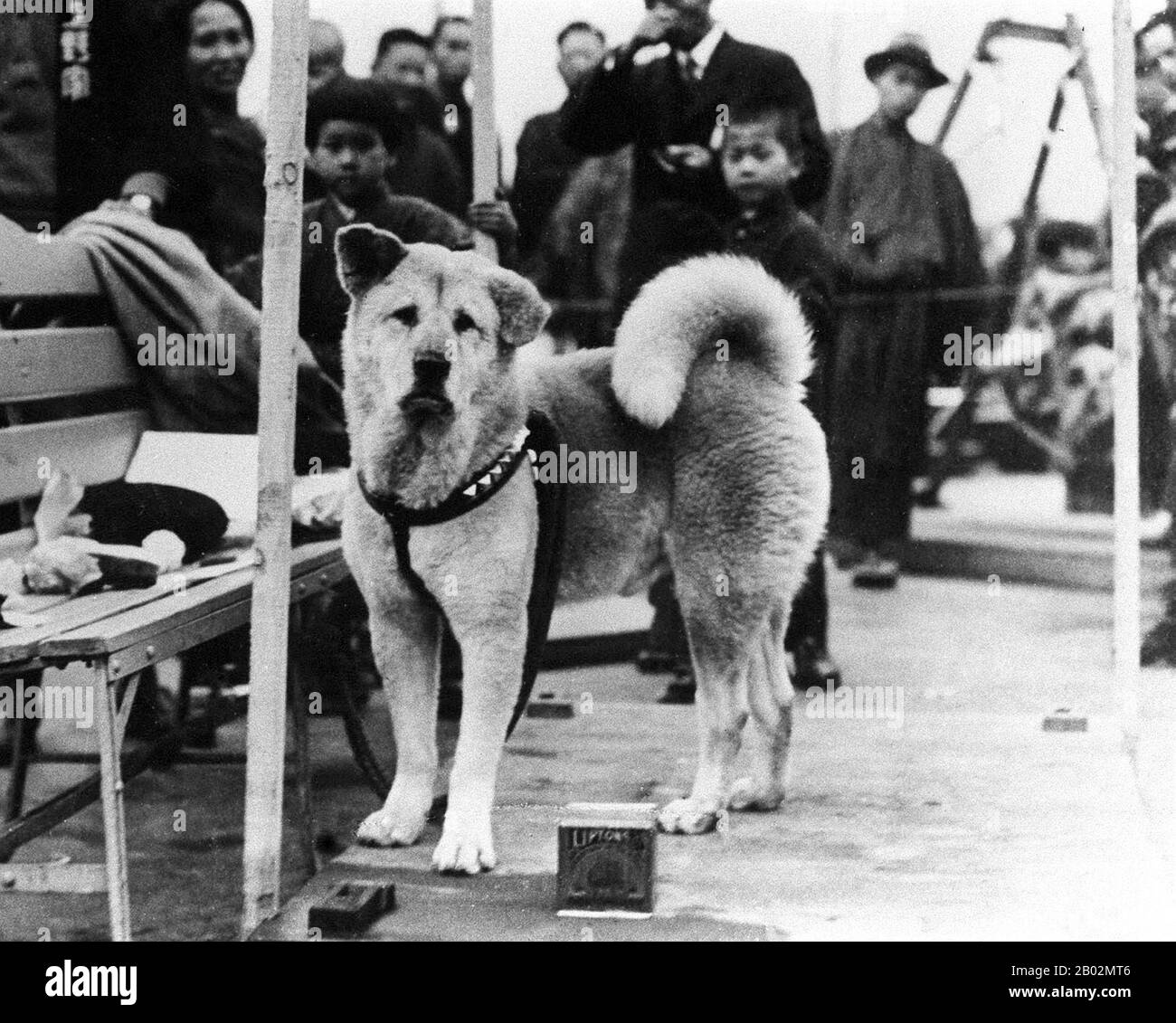 Hachikō (ハチ公, November 10, 1923 – March 8, 1935) was an Akita dog born on a farm near the city of Ōdate, Akita Prefecture, who is remembered for his remarkable loyalty to his owner which continued for many years after his owner's death.  In 1924, Hidesaburō Ueno, a professor in the agriculture department at the University of Tokyo, took in Hachikō, a golden brown Akita, as a pet. During his owner's life, Hachikō greeted him at the end of each day at the nearby Shibuya Station. The pair continued their daily routine until May 1925, when Professor Ueno did not return. The professor had suffered Stock Photo