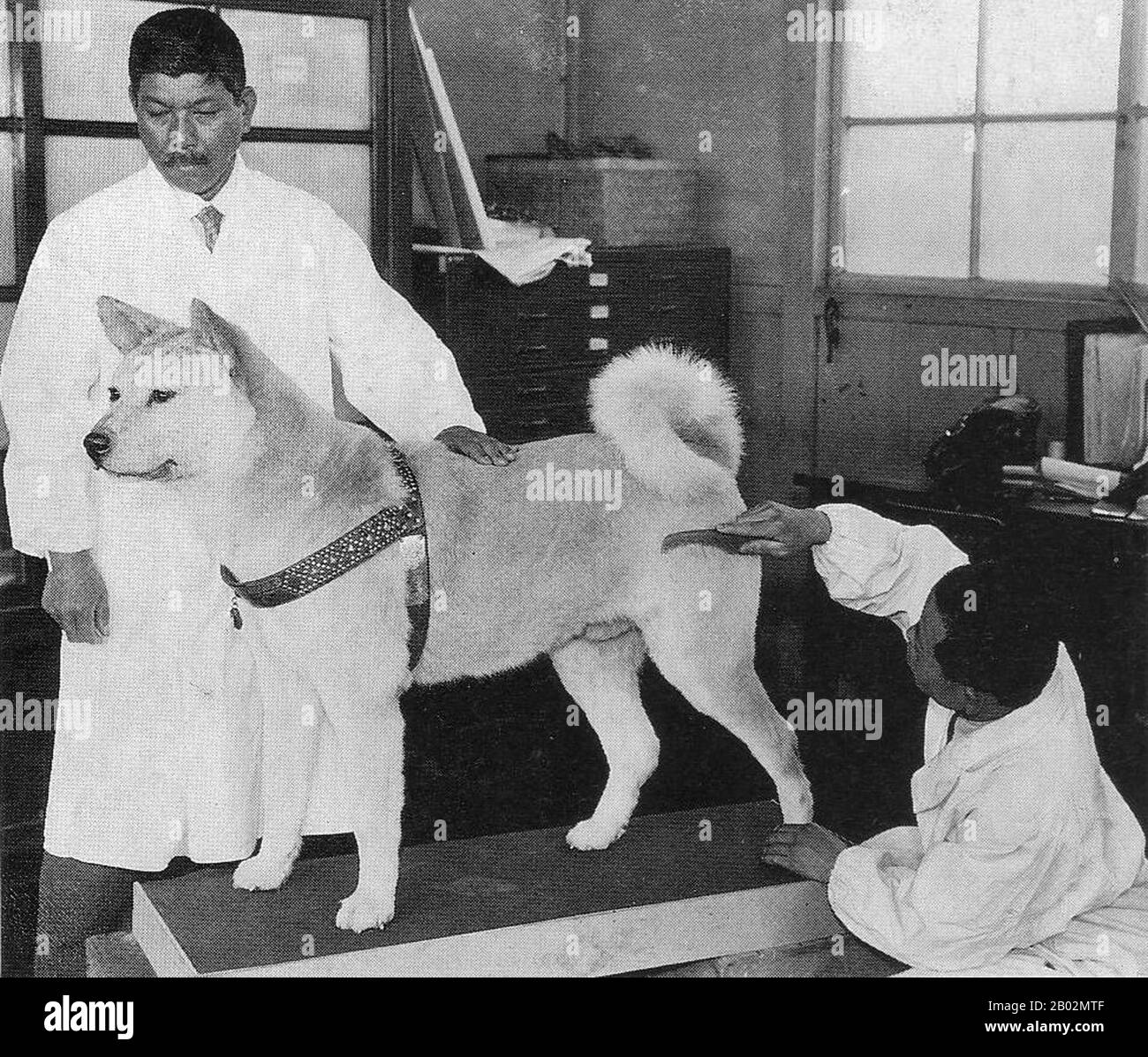 Hachikō (ハチ公, November 10, 1923 – March 8, 1935) was an Akita dog born on a farm near the city of Ōdate, Akita Prefecture, who is remembered for his remarkable loyalty to his owner which continued for many years after his owner's death.  In 1924, Hidesaburō Ueno, a professor in the agriculture department at the University of Tokyo, took in Hachikō, a golden brown Akita, as a pet. During his owner's life, Hachikō greeted him at the end of each day at the nearby Shibuya Station. The pair continued their daily routine until May 1925, when Professor Ueno did not return. The professor had suffered Stock Photo