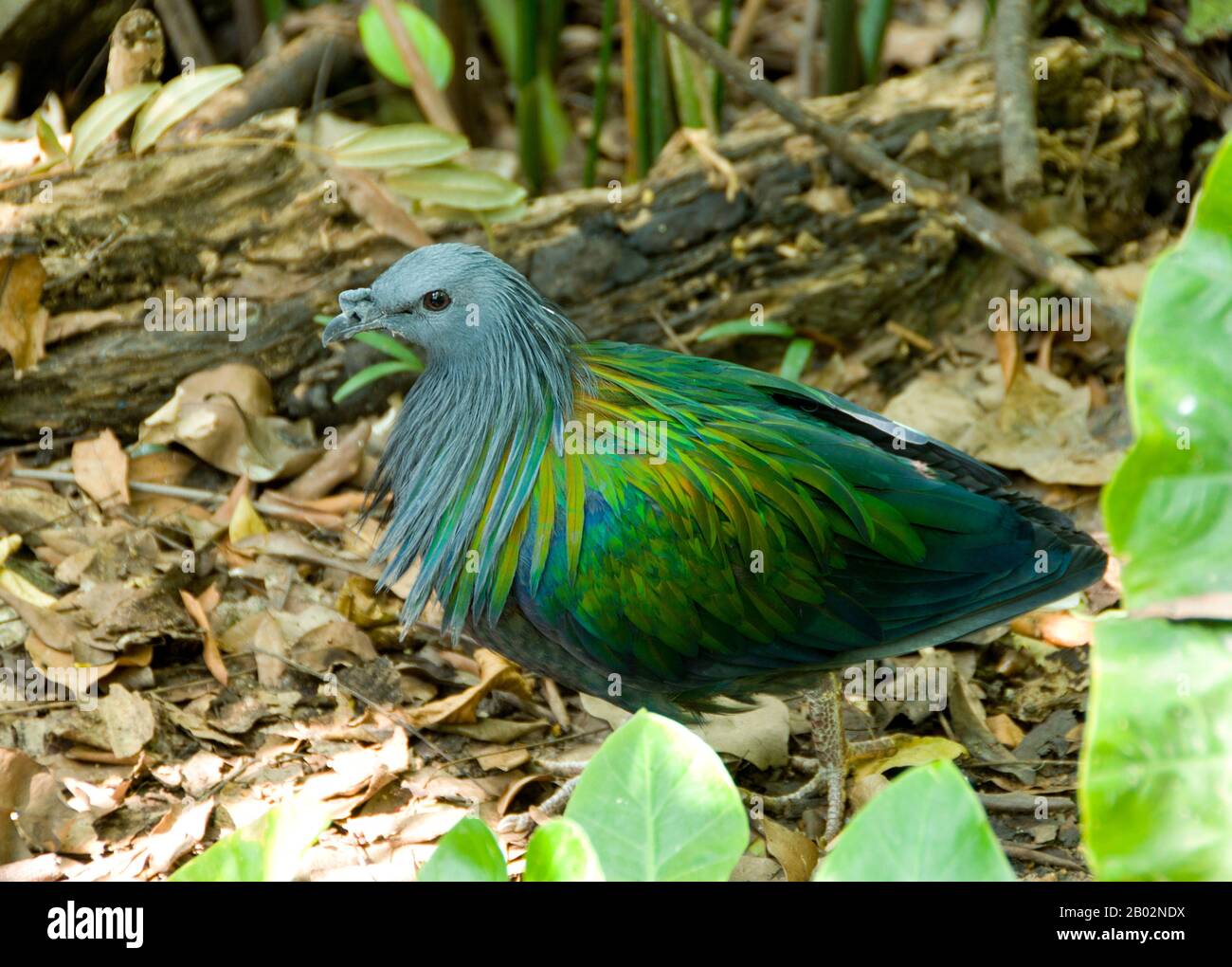 The Nicobar Pigeon Caloenas Nicobarica Is A Pigeon Found On Small Islands And In Coastal Regions From The Nicobar Islands East Through The Malay Archipelago To The Solomons And Palau It Is