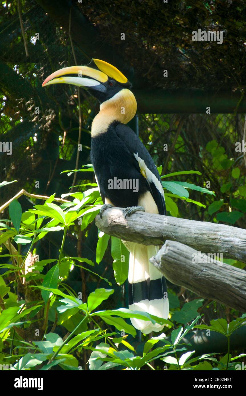 The great hornbill is a large bird, 95–130 cm (37–51 in) long, with a 152 cm (60 in) wingspan and a weight of 2.15–4 kg (4.7–8.8 lb). It is the heaviest, but not the longest, Asian hornbill. Females are smaller than males and have bluish-white instead of red eyes, although the orbital skin is pinkish. Like other hornbills, they have prominent 'eyelashes'.  The great hornbill is long-lived, living for nearly 50 years in captivity. Its impressive size and colour have made it important in many tribal cultures and rituals. Stock Photo