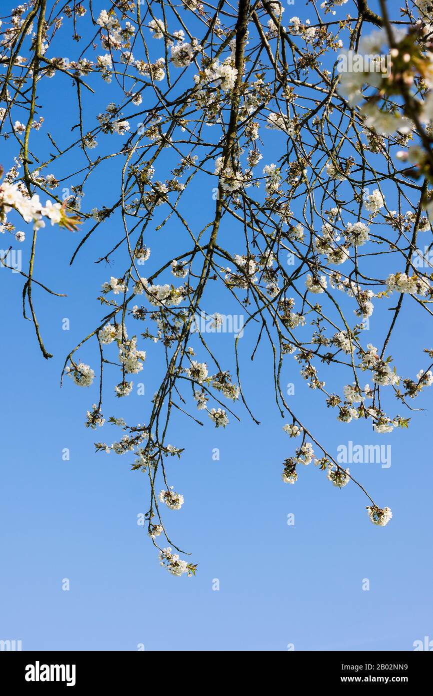 Delicate sprays of white blossom of Prunus avium  stands out from the clear blue sky in an English garden in Spring Stock Photo