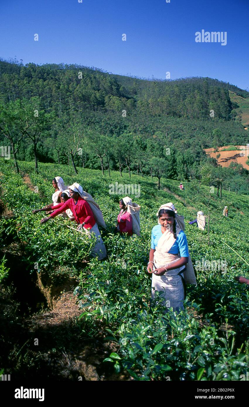 Tea production in Sri Lanka, formerly Ceylon, is of high importance to the Sri Lankan economy and the world market. The country is the world's fourth largest producer of tea and the industry is one of the country's main sources of foreign exchange and a significant source of income for laborers, with tea accounting for 15% of the GDP, generating roughly $700 million annually.  In 1995 Sri Lanka was the world's leading exporter of tea, (rather than producer) with 23% of the total world export, but it has since been surpassed by Kenya. The tea sector employs, directly or indirectly over 1 millio Stock Photo