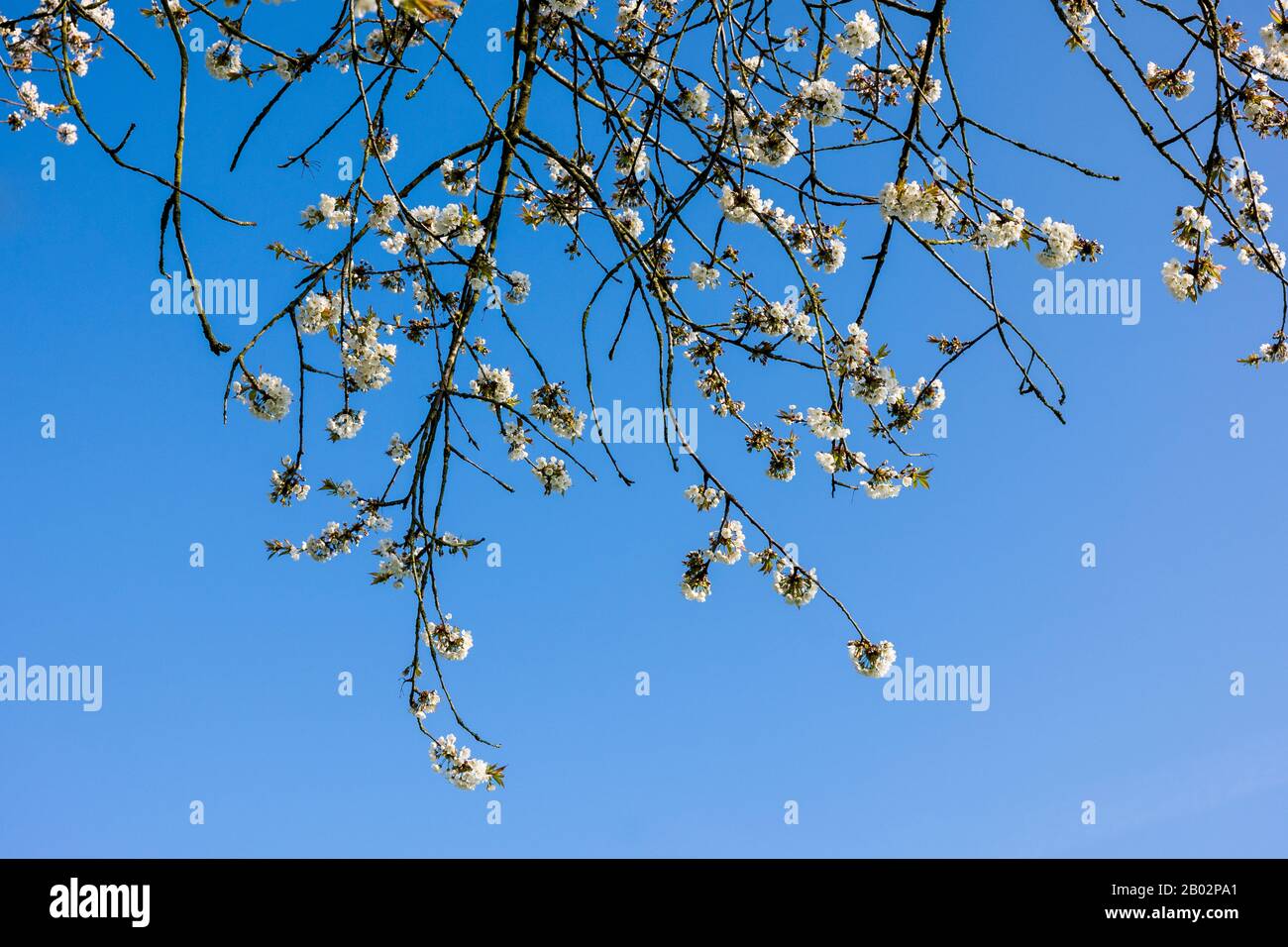 Delicate clusters of small white flowers herald the arrival of Spring according to this Prunus avium tree at nearly fifty years of age in an English g Stock Photo