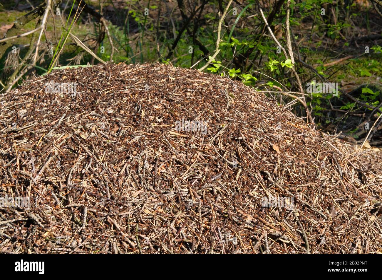 Forest anthill view. Anthill with colony of ants in forest wilderness scene. Nature Wildlife, close-up. Stock Photo