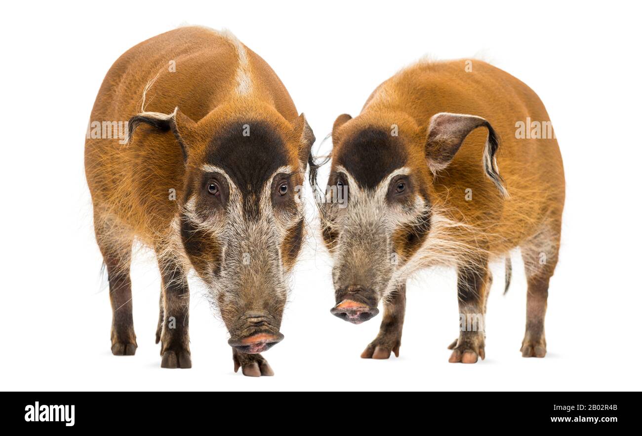 Front view of two Bush pigs standing, Potamochoerus porcus, isolated on