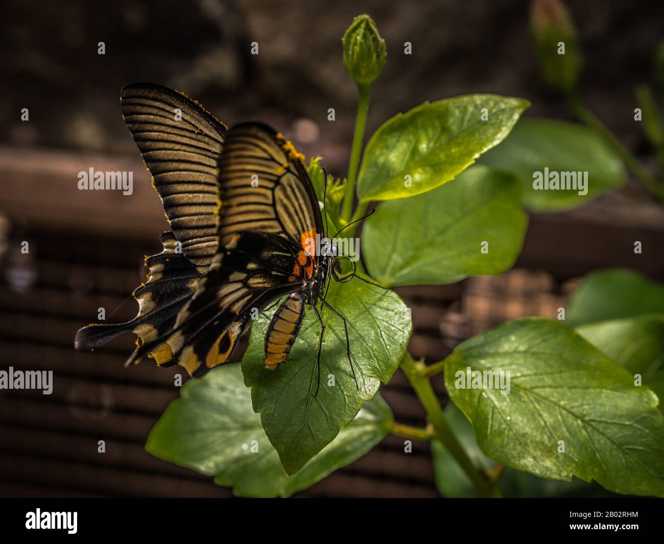 Macro photography Stock Photo