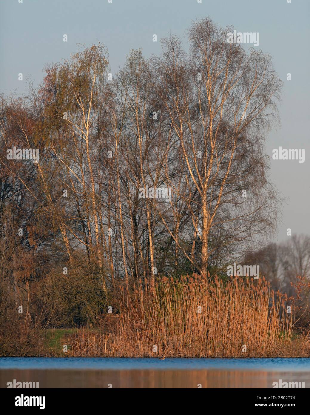 Tree Versus Reed Birch trees and reed at edge of lake in morning sunlight Stock Photo ...