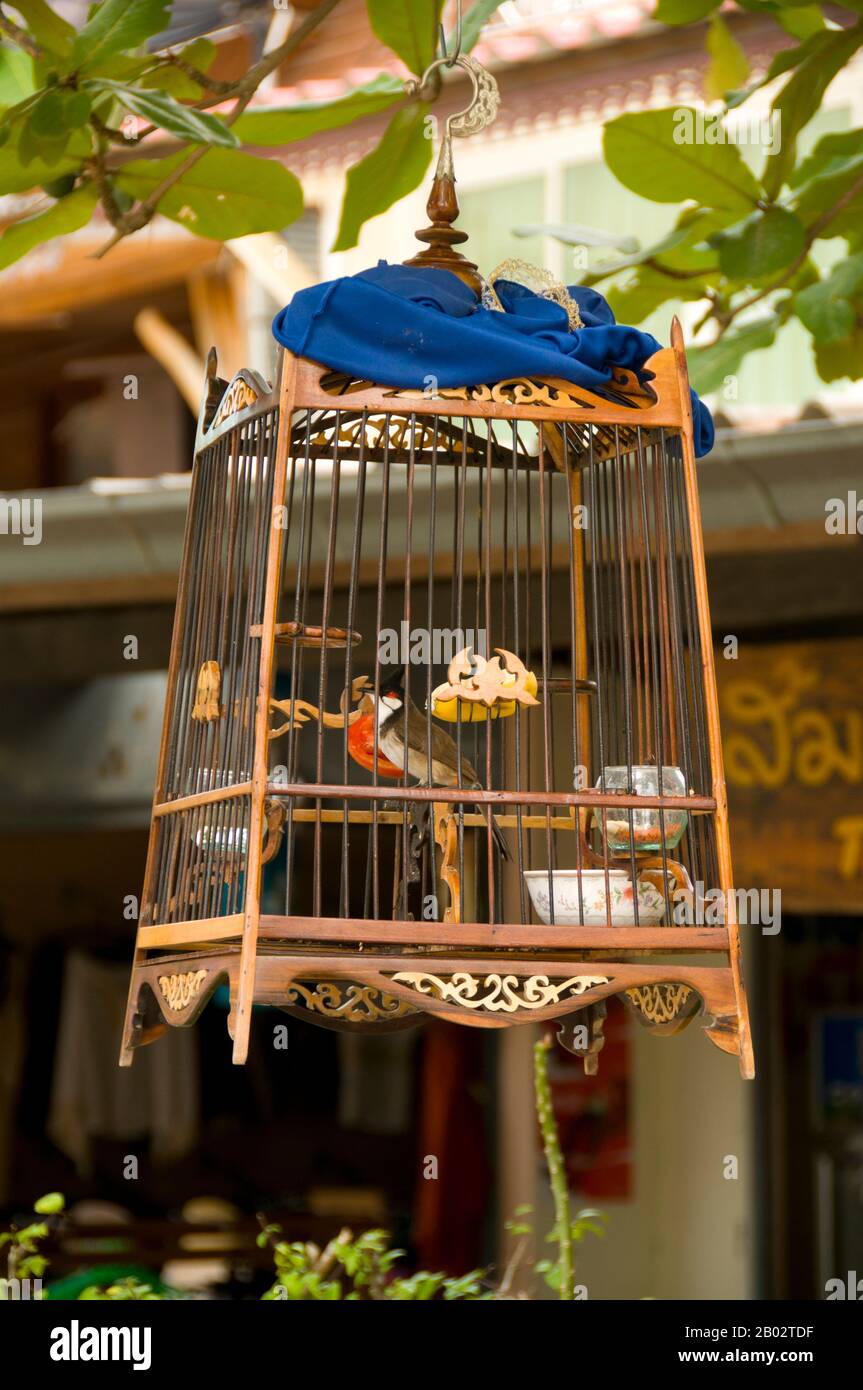 The red-whiskered bulbul (Pycnonotus jocosus) is a passerine bird found in Asia. It is a member of the bulbul family. It is a resident frugivore found mainly in tropical Asia.  The Samui Archipelago was first ‘discovered’ as a budget traveler’s paradise back in the 1970s, but has since moved considerably upmarket. Together with Phuket, the main island of the group, Ko Samui, is Thailand’s premier beach resort, and is truly a lovely island.  The chief seaside destinations are Chaweng Beach on the island’s east coast and Lamai on the south coast. The island is ringed by a well-maintained metalle Stock Photo