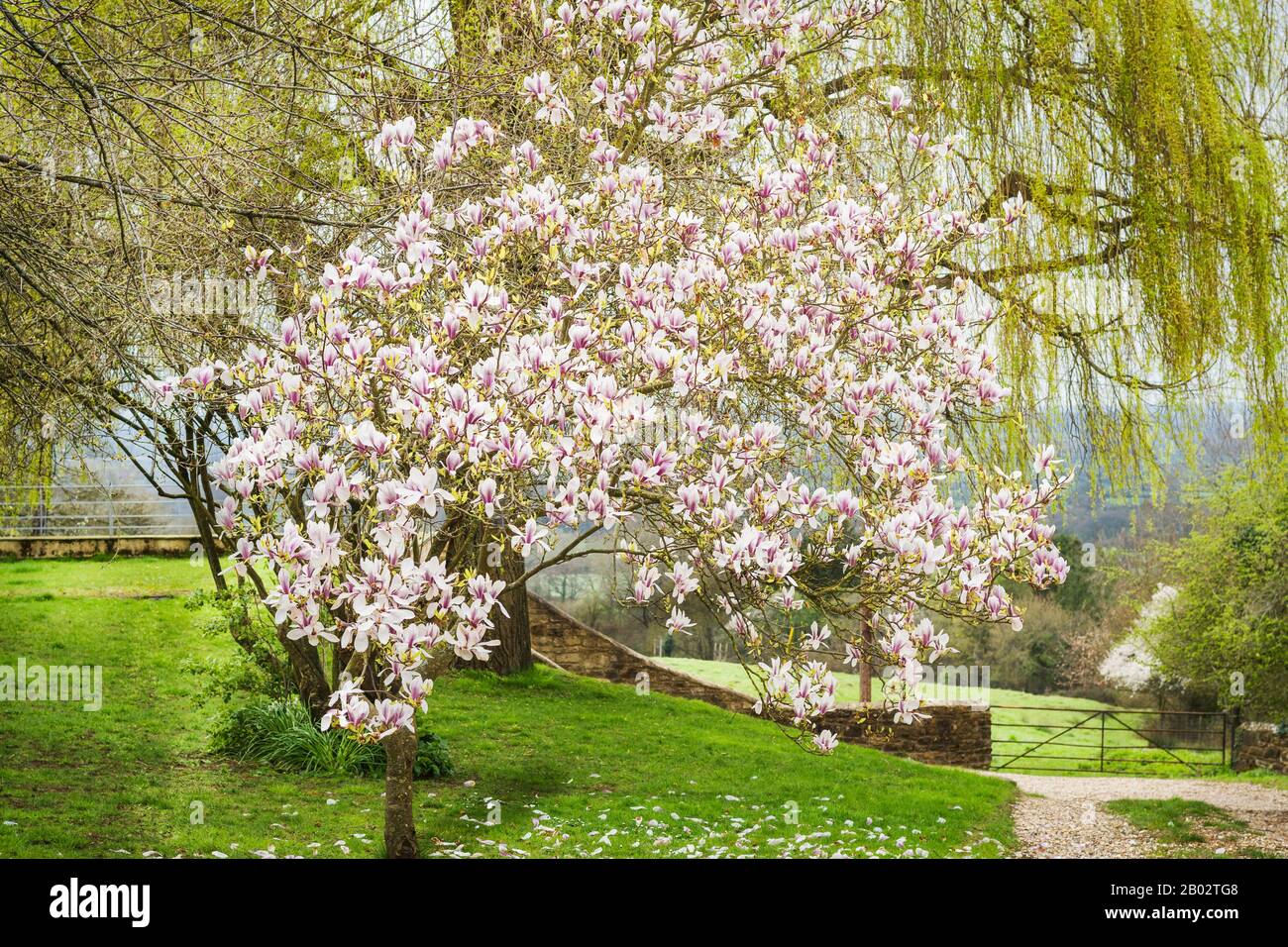 A fine Magnolia tree in full flower showing how conflict with a Prunus avium on the left has inhibited flowering growth on that side of the tree. The Stock Photo