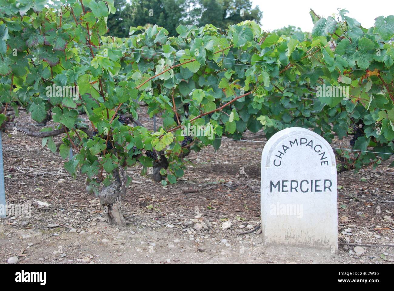 Mercier Champagne House Epernay France Stock Photo Alamy